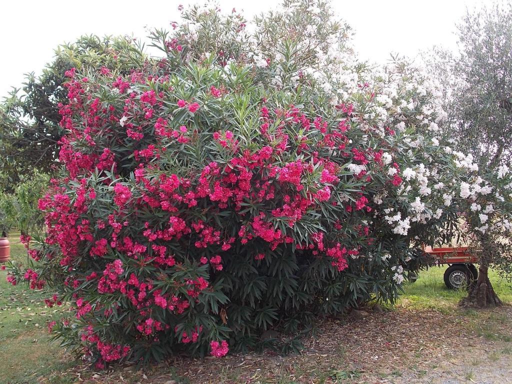 Tuscany Nice Stay Πιστόια Εξωτερικό φωτογραφία